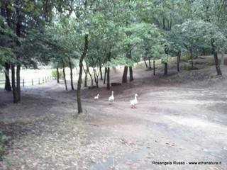 ano Collura-17-08-2015 08-50-29